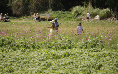Top Agritourism Business Strategies in Homestead: A Guide for Future Business Leaders
